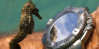 Imagem incrível: cavalo marinho inspeciona um relógio de mergulho