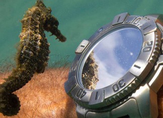 Imagem incrível: cavalo marinho inspeciona um relógio de mergulho