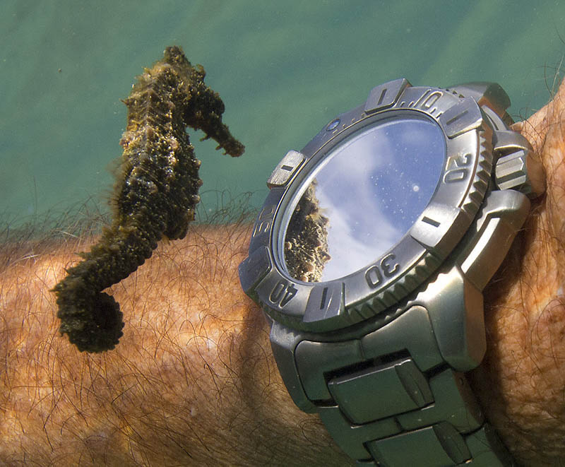 seahorse-checking-out-divers-watch-and-own-reflection-underwater