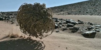 O milagre da “Rosa de Jericó” (você vai ficar sem palavras)