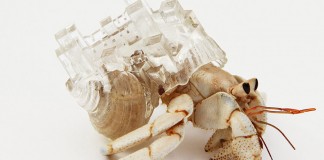 Artista japonesa cria carapaças arquitetônicas para caranguejos ermitões