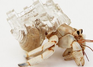 Artista japonesa cria carapaças arquitetônicas para caranguejos ermitões