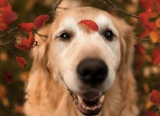 Quer que alguém se apaixone por você? Quer se apaixonar? Leia.