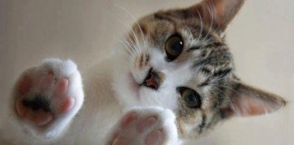 5 coisas que você não sabia sobre a vida secreta dos gatos