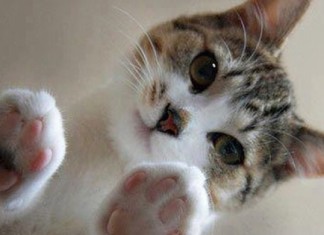 5 coisas que você não sabia sobre a vida secreta dos gatos
