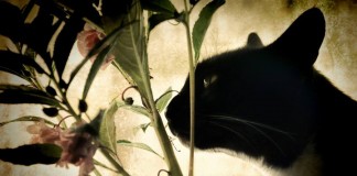 Entre lentes, gatos e fotografia: o trabalho de Celia Anahin