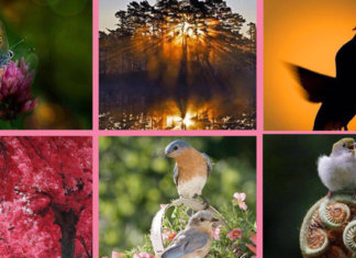 Escolha uma imagem e leia sua mensagem poética: poemas de Manoel de Barros