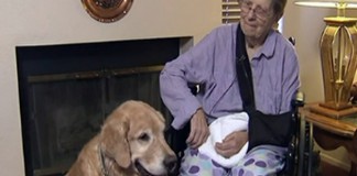 Cães salvam idosa caída no chão por 48h