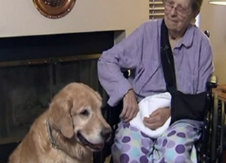 Cães salvam idosa caída no chão por 48h