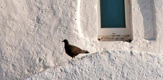 Eu não sabia, por Ita Portugal