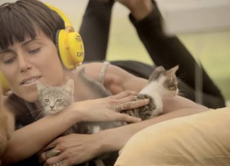 Quer desestressar? Conheça essa terapia com gatinhos!