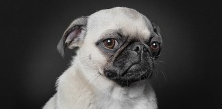 Conheça os retratos de cães com expressões humanas