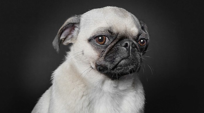 Conheça os retratos de cães com expressões humanas