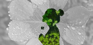 O milagre da intenção tem 4 folhas