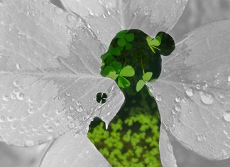 O milagre da intenção tem 4 folhas