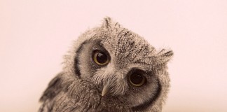 Dez raciocínios para que questionemos a nossa sabedoria pessoal Dez raciocínios para que questionemos a nossa sabedoria pessoal