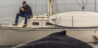 Do homem no celular que não viu a baleia passar e o retrato de nossos tempos