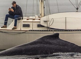 Do homem no celular que não viu a baleia passar e o retrato de nossos tempos