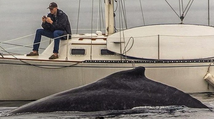 Do homem no celular que não viu a baleia passar e o retrato de nossos tempos