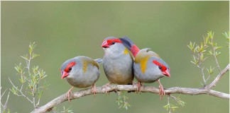 “É mais fácil fazer da tolice um regalo, do que da sensatez”, por Clara Dawn