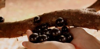 O TEMPO E AS JABUTICABAS