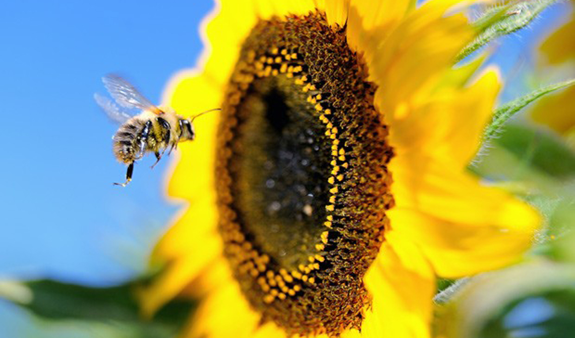 contioutra.com - Lição da abelha, sobre o DESAPEGO