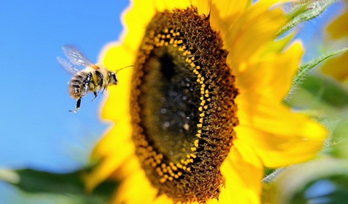 Lição da abelha, sobre o DESAPEGO