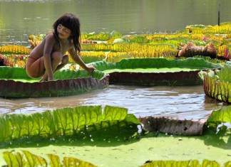 A lenda da Vitória-Régia, da Série: Recontando as Lendas Brasileiras