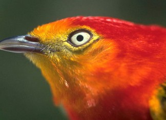 O Canto do Uirapuru, da Série: Recontando as Lendas Brasileiras