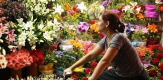 O amor em tempos de colheita