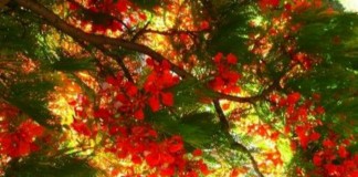 Os flamboyants, por Rubem Alves