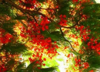 Os flamboyants, por Rubem Alves