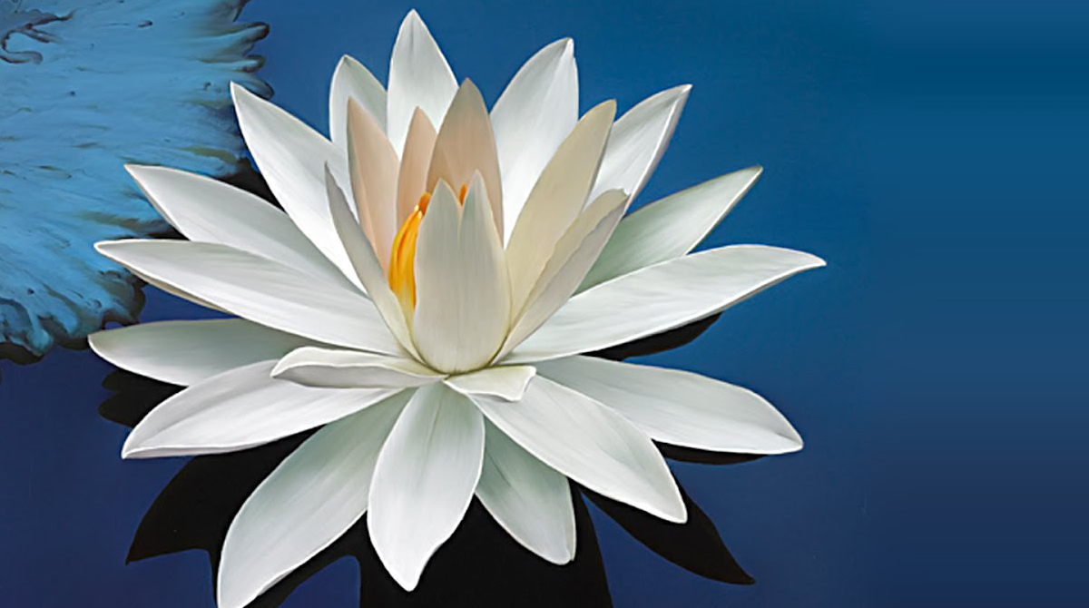contioutra.com - Saiba porque a flor de lótus é um dos símbolos mais antigos e profundos do nosso planeta