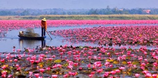 Saiba porque a flor de lótus é um dos símbolos mais antigos e profundos do nosso planeta