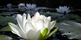 Da morte, da solitude e do vazio