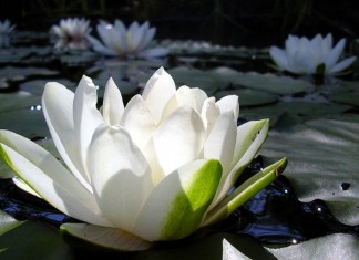 Da morte, da solitude e do vazio