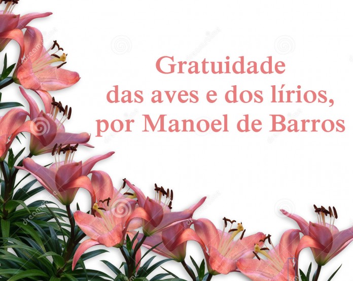 Gratuidade das Aves e dos Lírios, por Manoel de Barros
