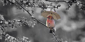 É no ínfimo que vejo a exuberância