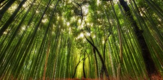 As 7 lições que podemos aprender com o bambu japonês