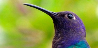 Hoje acordei Beija Flor, por Daniel Munduruku
