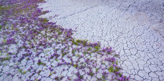 Resiliência Resiliência