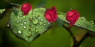 Saibamos o que os poetas falam das mães