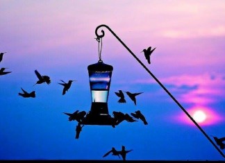 “O Amor Fino”, uma sábia reflexão de Antônio Vieira