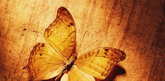 A borboleta amarela, por Rubem Braga