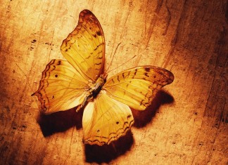 A borboleta amarela, por Rubem Braga