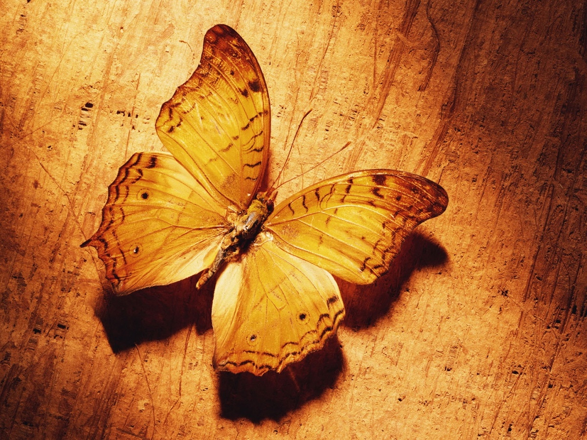 a borboleta amarela rubem braga