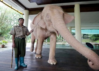 Você já ganhou algum “elefante branco”? Saiba a origem da expressão