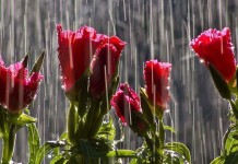 Toda gentileza é uma declaração de amor Toda gentileza é uma declaração de amor