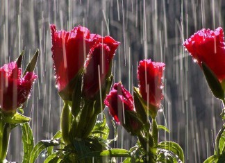 Toda gentileza é uma declaração de amor