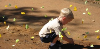 Um berço para uma borboleta